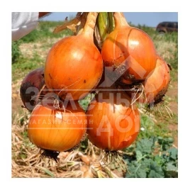 Лук репчатый Меранто F1 / Meranto F1,110-115 дней купить оптом и в розницу в Украине по выгодной цене