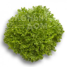 Насіння салату Експертайз / Expertise купити оптом і в роздріб в Україні за вигідною ціною