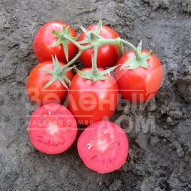 Семена томатов Родион F1 / Rodion F1 купить оптом и в розницу в Украине по выгодной цене