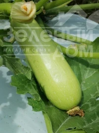 Насіння кабачка Реггі (INX 1424) F1 / Raggi (INX 1424) F1,37-40 днів купити оптом і в роздріб в Україні за вигідною ціною