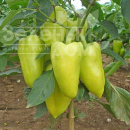 Насіння солодкого перцю Славі F1 / Slavy F1,60-70 днів купити оптом і в роздріб в Україні за вигідною ціною