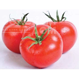 Насіння томатів Фузер F1 / Fuzzer F1,100-105 днів купити оптом і в роздріб в Україні за вигідною ціною