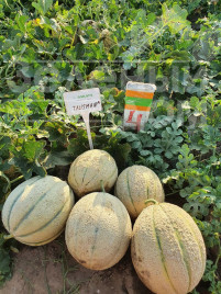 Насіння дині Талісман F1 / Talisman F1 купити оптом і в роздріб в Україні за вигідною ціною