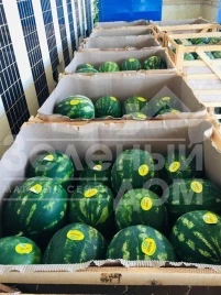 Семена арбуза Устун F1 / Ustun F1,68-75 дней купить оптом и в розницу в Украине по выгодной цене