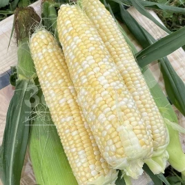 Семена кукурузы Эскорт F1 / Escort F1,76 дней купить оптом и в розницу в Украине по выгодной цене