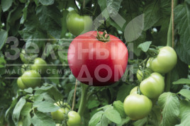 Насіння томатів Сансет F1 / Sunset F1, 93-95 днів купити оптом і в роздріб в Україні за вигідною ціною
