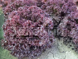 Семена салата Солос / Solos,40-45 дней купить оптом и в розницу в Украине по выгодной цене