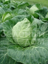 Семена капусты белокочанной Рейма F1 / Rayma F1,50-55 дней купить оптом и в розницу в Украине по выгодной цене