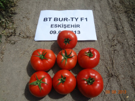 Насіння томатів Бурті F1 / Burti F1,70-75 днів купити оптом і в роздріб в Україні за вигідною ціною