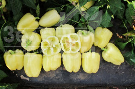 Насіння солодкого перцю Бланчіна F1 / Blancina F1 купити оптом і в роздріб в Україні за вигідною ціною