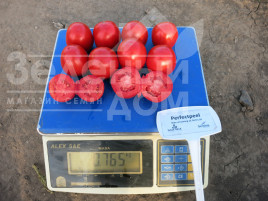 Насіння томатів Перфектпіл F1 / Perfectpeel F1,60 - 65 днів купити оптом і в роздріб в Україні за вигідною ціною