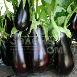 Семена баклажана Навал F1 / Naval F1, 55-60 дней купить оптом и в розницу в Украине по выгодной цене