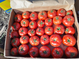 Насіння томатів Світ Муссон F1 / Svit Musson F1, 60-68 днів купити оптом і в роздріб в Україні за вигідною ціною