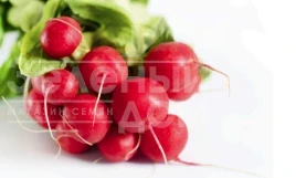 Семена редиса Медисон F1 / Medison F1, 18-23 дней купить оптом и в розницу в Украине по выгодной цене