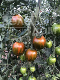 Насіння томатів Марітта F1 / Maritta F1, 95 днів купити оптом і в роздріб в Україні за вигідною ціною