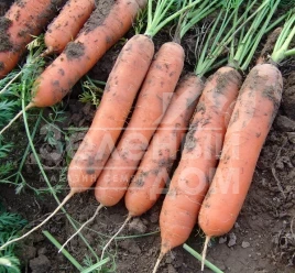 Семена моркови Марион F1 / Marion F1,90-95 дней купить оптом и в розницу в Украине по выгодной цене