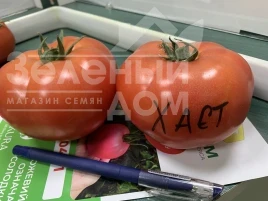 Насіння томату Хаєт F1 / Haet F1 купити оптом і в роздріб в Україні за вигідною ціною