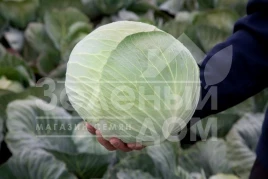 Семена капусты белокочанной Лагрима F1 / Lagrima F1,125-140 дней купить оптом и в розницу в Украине по выгодной цене