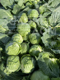 Насіння капусти білокачанної Каррера (17-1517)  F1 / Karrera (17-1517) F1,45-48 днів купити оптом і в роздріб в Україні за вигідною ціною
