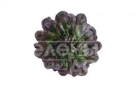 Семена салата Кли / Klee купить оптом и в розницу в Украине по выгодной цене