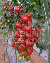 Семена томатов Цуккерино F1 / Zukkerino F1 купить оптом и в розницу в Украине по выгодной цене