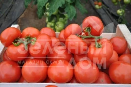 Семена томатов Максин F1 (27614) / Macsin F1 (27614),95-105 дней купить оптом и в розницу в Украине по выгодной цене