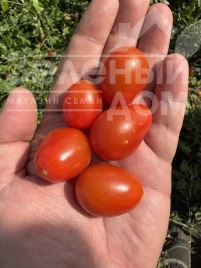 Томат Крейзи Чери F1 / Kreyzi Cheri F1 купить оптом и в розницу в Украине по выгодной цене
