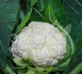 Семена капусты цветной Наутилус F1 / Nautilus F1,70-75 дней купить оптом и в розницу в Украине по выгодной цене
