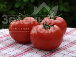 Насіння томатів Атерон F1 / Ateron F1 купити оптом і в роздріб в Україні за вигідною ціною