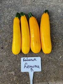 Насіння кабачків Лемона F1 / Lemona F1, 38-40 днів купити оптом і в роздріб в Україні за вигідною ціною