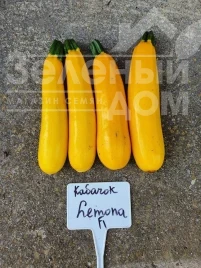 Насіння кабачка Лемона F1 / Lemona F1, 38-40 днів купити оптом і в роздріб в Україні за вигідною ціною