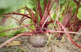 Семена свеклы Ред Шайн / Red Shine,75-90 дней купить оптом и в розницу в Украине по выгодной цене