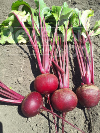 Насіння буряка Привілей F1 (CRX 409 F1) / Privelege F1 (CRX 409 F1), 100-105 днів купити оптом і в роздріб в Україні за вигідною ціною