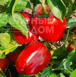 Семена сладкого перца Нела F1 / Nela F1 купить оптом и в розницу в Украине по выгодной цене
