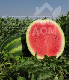 Насіння кавуна Кримсон Рубі F1 / Cromson Ruby F1,65-70 днів купити оптом і в роздріб в Україні за вигідною ціною