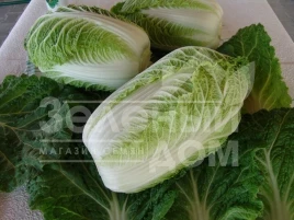 Семена капусты пекинской Капитол F1 / Kapitol F1,58-65 дней купить оптом и в розницу в Украине по выгодной цене