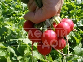 Семена редиса Квинта / Kvinta,25-30 дней купить оптом и в розницу в Украине по выгодной цене