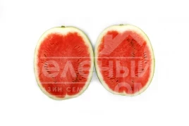 Семена арбуза Бретона F1 / Bretona F1, 65-68 дней купить оптом и в розницу в Украине по выгодной цене