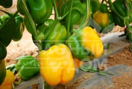 Семена сладкого перца Спрингбокс F1 / Springboks F1,65-70 дней купить оптом и в розницу в Украине по выгодной цене