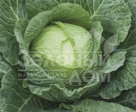 Семена капусты савойской Морама F1 / Morama F1,115-120 дней купить оптом и в розницу в Украине по выгодной цене