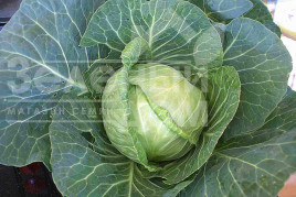 Насіння капусти білокачанної Коріно F1 / Korino F1,80-90 днів купити оптом і в роздріб в Україні за вигідною ціною