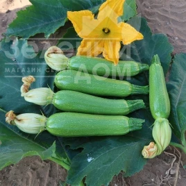 Семена кабачков Юлиан F1 / Yulian F1, 32-37 дней купить оптом и в розницу в Украине по выгодной цене