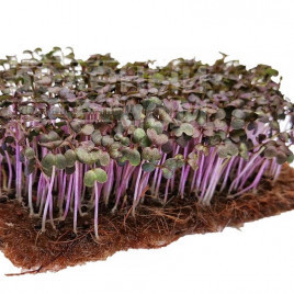 Насіння мікрогрін Мікрогрін Гірчиця червона / Microgreen Mustard red купити оптом і в роздріб в Україні за вигідною ціною