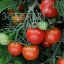 Насіння томатів Тритонекс / Tritonex,80-90 днів купити оптом і в роздріб в Україні за вигідною ціною