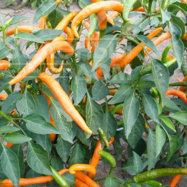 Насіння гіркого перцю Кіліан / Kilian, 70-80 днів купити оптом і в роздріб в Україні за вигідною ціною