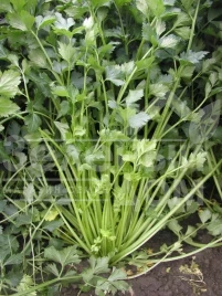 Семена сельдерея Эмни / Jemny,70-80 дней купить оптом и в розницу в Украине по выгодной цене