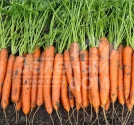 Семена моркови Карвора F1 / Carvora F1,95-105 дней купить оптом и в розницу в Украине по выгодной цене