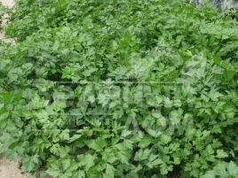 Семена петрушки Гиганте Де  Италия / Gigante D’Italia купить оптом и в розницу в Украине по выгодной цене