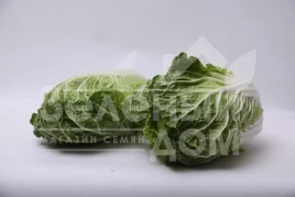 Семена капусты пекинской Тахира F1 / Tahira F1 купить оптом и в розницу в Украине по выгодной цене
