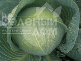 Насіння капусти білокачанної Конгама F1 / Congama F1,115-120 днів купити оптом і в роздріб в Україні за вигідною ціною